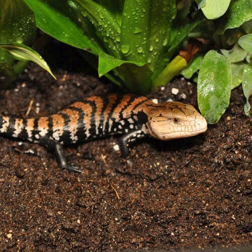 Lizard on Jungle Bio Substrate
